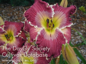 Daylily Armed for Battle